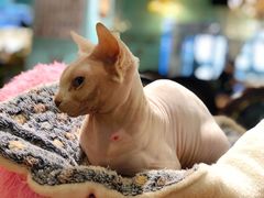 -猫小院猫主题餐厅(三里屯店)