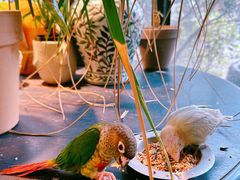 -自由生长植物工作室(深港花卉中心店)