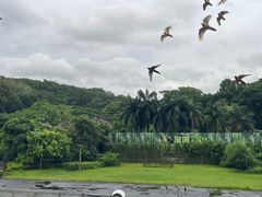 -深圳野生动物园