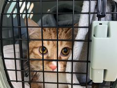 -中农大我爱我爱动物医院·核磁CT·猫病·24小时夜诊中心(石佛营店)