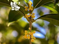 -维也纳酒店(深圳大学城店)