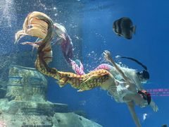 -海合安武汉极地海洋公园
