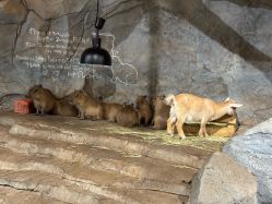 -Zoolung Zoolung动物主题公园(海信广场店)