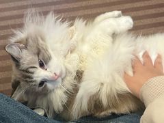 -MOCHA明星猫咖(田子坊店)