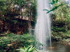 -绿光森林餐厅