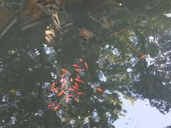 -普陀山风景名胜区-法雨禅寺