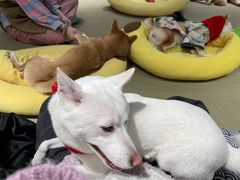 -逗柴咖啡屋·狗咖猫咖宠物桌游