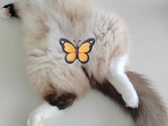-怪兽屋·羊驼·猫咖·狗咖(俊华广场店)