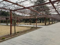 -嘉定紫藤园