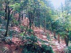 -火炉山森林公园