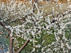 -桃花堤公园