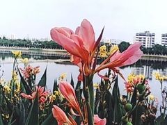 -南宁南湖公园