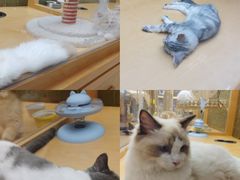 -帕帕拉兹宠物(亚洲旗舰店)