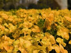 -上海市龙华烈士陵园