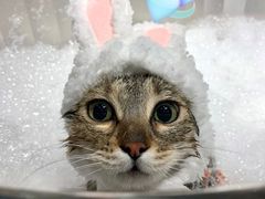 -PETKIT 小佩宠物·低压洗护·美容·寄养(安远店)