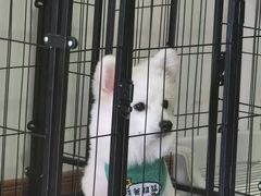 -爱佳宠物中心医院·骨外科·猫专科·急重症(瑶海万达店)