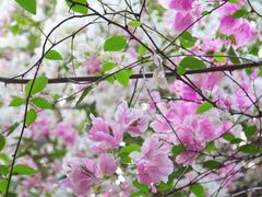 -深圳国际园林花卉博览园
