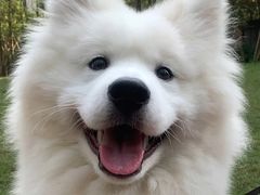 -读宠于你·约克夏比熊·睫角守宫·爬宠售卖(高新店)