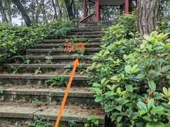 -南山植物园