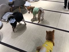 -逗柴咖啡屋·狗咖猫咖宠物桌游