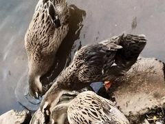 -美丽南方·老木棉匠园·团建烧烤·烤全羊