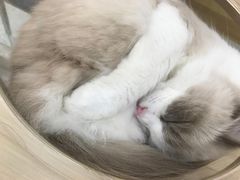 -喵园·猫主题咖啡厅·撸猫·猫咖(国贸店)