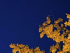 -八大关景区
