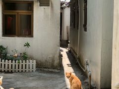 -成记士多(石澳道)