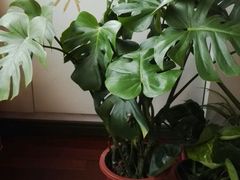 -龙大花卉苗木市场