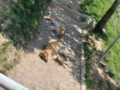 -西霞口神雕山野生动物世界