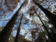 -深圳仙湖植物园