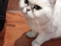 -猫小院猫主题咖啡厅(北锣店)