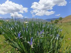 -伊帆食府·青海地方特色美食