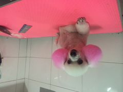 -喵宠乐园·撸猫互动·猫舍