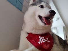 -Husky Go! 哈士奇体验馆·宠物咖啡厅狗咖