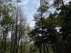 -鲁山国家森林公园