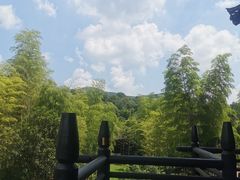 -大唐贡茶院