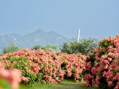 -深圳湾公园(南山区)