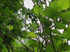 -天鹿湖森林公园