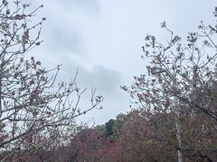 -广东花都湖国家湿地公园