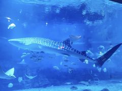 -烟台海昌鲸鲨海洋公园