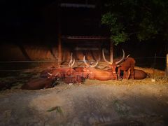 -清迈夜间动物园