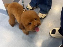 -宠物星动物医院·眼科·异宠·猫科(江南大道总院)