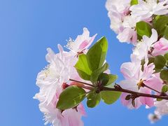 -海棠花溪(元大都城垣遗址公园)