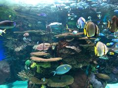 -瑞普利水族馆