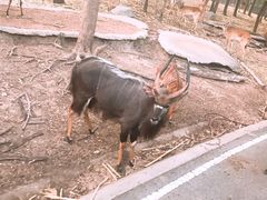 -清迈夜间动物园