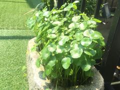 -小岛98(小岛酒吧)