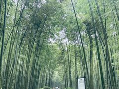 -大奇山国家森林公园