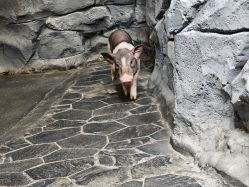 -Zoolung Zoolung动物主题公园(海信广场店)