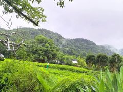 -中国茶叶博物馆(双峰馆区)